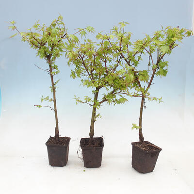 Ahorn - Acer palmatum Beerenginster 1 Stück - 1