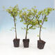 Ahorn - Acer palmatum Beerenginster 1 Stück - 1/2