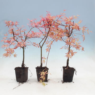 Ahorn - Acer palmatum Beni Tsukasa 1 Stück - 1