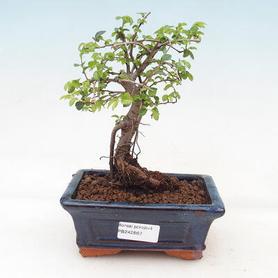 Zimmerbonsai - Ulmus parvifolia - Kleinblättrige Ulme - 1