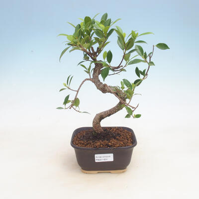 Indoor-Bonsai - Ficus retusa - kleinblättriger Ficus - 1