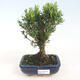 Zimmerbonsai - Buxus harlandii - Korkbuchsbaum - 1/4
