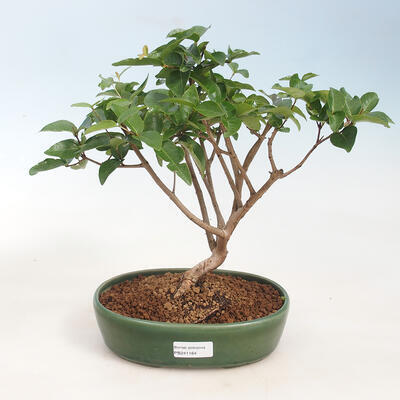 Indoor Bonsai - Australische Kirsche - Eugenia uniflora