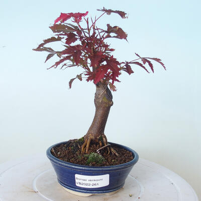 Outdoor-Bonsai - Acer-Palme. Atropurpureum-Rotes Palmblatt - 1