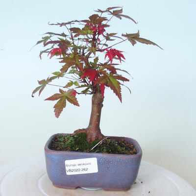 Outdoor-Bonsai - Ahorn palmatum DESHOJO - Ahorn palmate - 1