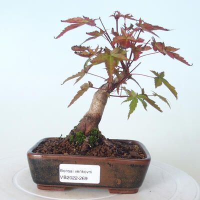 Outdoor-Bonsai - Ahorn palmatum DESHOJO - Ahorn palmate - 1