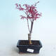 Outdoor Bonsai - Acer Palme. Atropurpureum-rotes Palmblatt - 1/2
