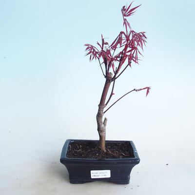 Outdoor Bonsai - Acer Palme. Atropurpureum-rotes Palmblatt - 1