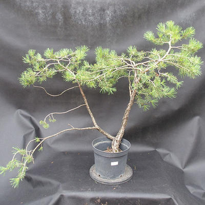 Borovoce Wald - Pinus sylvestris KA-09 - 1