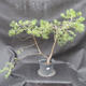 Borovoce Wald - Pinus sylvestris KA-09 - 1/4