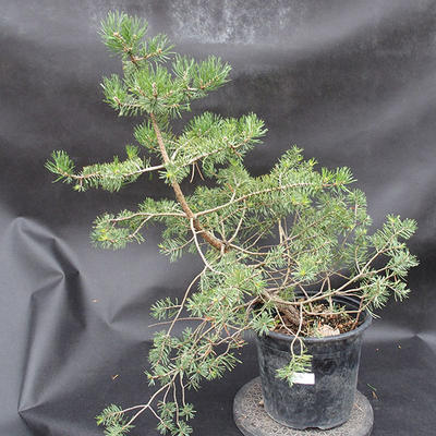 Borovoce Wald - Pinus sylvestris KA-11 - 1