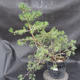 Borovoce Wald - Pinus sylvestris KA-11 - 1/5