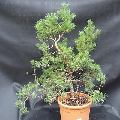 Borovoce Wald - Pinus sylvestris KA-12 - 1