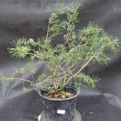 Borovoce Wald - Pinus sylvestris KA-13 - 1