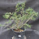 Borovoce Wald - Pinus sylvestris KA-13 - 1/6