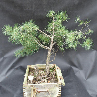Borovoce Wald - Pinus sylvestris KA-14 - 1