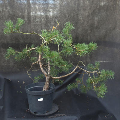Borovoce Wald - Pinus sylvestris KA-19 - 1