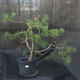 Borovoce Wald - Pinus sylvestris KA-19 - 1/5