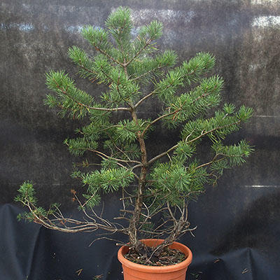 Borovoce Wald - Pinus sylvestris KA-20 - 1