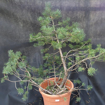 Borovoce Wald - Pinus sylvestris KA-22 - 1