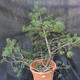 Borovoce Wald - Pinus sylvestris KA-22 - 1/5