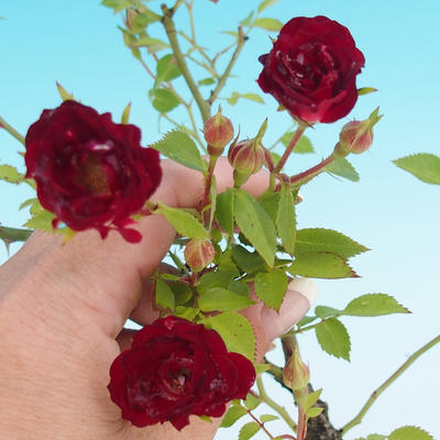 Rosa Red Cascade - stieg parviforum - 1