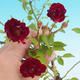 Rosa Red Cascade - stieg parviforum - 1/2