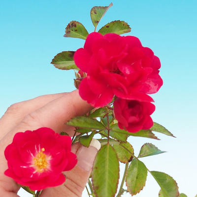 Rosa Rote Die Fee - parviforum rote Rosen - 1