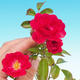 Rosa Rote Die Fee - parviforum rote Rosen - 1/2