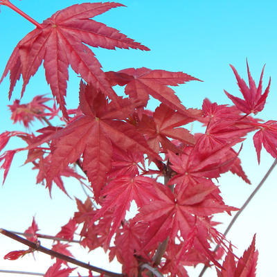 Outdoor-Bonsai - Ahorn palmatum DESHOJO - Maple dlanitolistý - 1