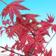 Outdoor-Bonsai - Ahorn palmatum DESHOJO - Maple dlanitolistý - 1/2