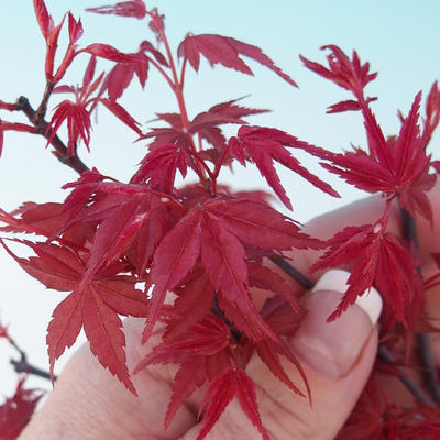 Outdoor-Bonsai - dlanitolistý Ahorn - Acer palmatum DESHOJO - 1