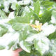 Outdoor Bonsai-Acer Campestre-Babyka Ahorn - 1/2