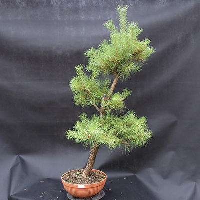 Kiefer - Pinus sylvestris NO-3 - 1