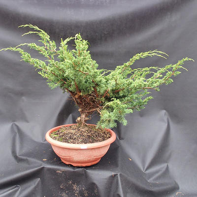 Juniper Juniperus chinensis čínský- NO-17 - 1
