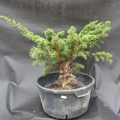 Juniper Juniperus chinensis čínský- NO-18 - 1