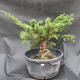 Juniper Juniperus chinensis čínský- NO-18 - 1/6