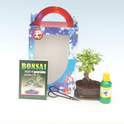 Kryty bonsai - Duranta