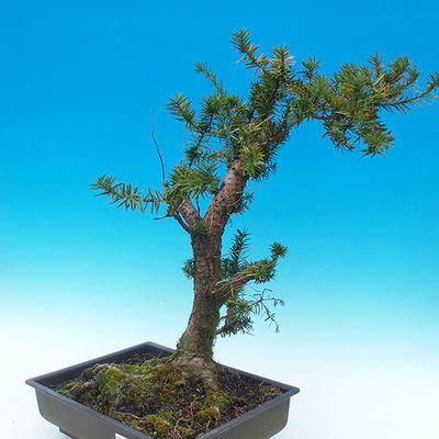 Yew - Taxus Bacata WO-11 - 1