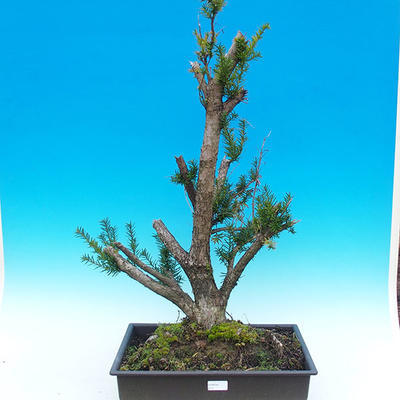 Yew - Taxus Bacata WO-04 - 1