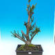 Yew - Taxus Bacata WO-04 - 1/5