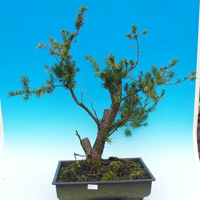 Yew - Taxus Bacata WO-06 - 1