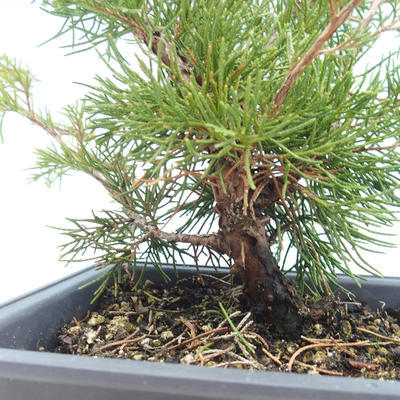 Bonsai im Freien - Juniperus chinensis Itoigawa-chinesischer Wacholder VB2019-261000 - 2