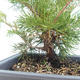 Bonsai im Freien - Juniperus chinensis Itoigawa-chinesischer Wacholder VB2019-261000 - 2/2