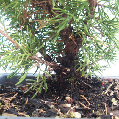 Bonsai im Freien - Juniperus chinensis Itoigawa-chinesischer Wacholder VB2019-261002 - 2