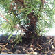 Bonsai im Freien - Juniperus chinensis Itoigawa-chinesischer Wacholder VB2019-261002 - 2/2