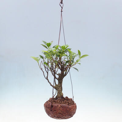 Kokedama aus Keramik - Kleinblättriger Ficus - Ficus kimmen - 2