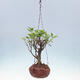 Kokedama aus Keramik - Kleinblättriger Ficus - Ficus kimmen - 2/2