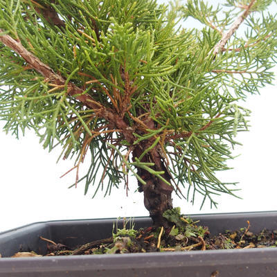 Bonsai im Freien - Juniperus chinensis Itoigawa-chinesischer Wacholder VB2019-261004 - 2