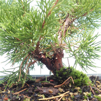Bonsai im Freien - Juniperus chinensis Itoigawa-chinesischer Wacholder VB2019-261005 - 2